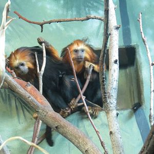 Golden Headed Lion Tamarin