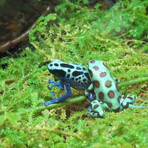 Poison Dart Frog Wrestling