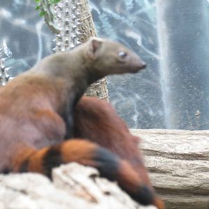 Ring tailed mongoose