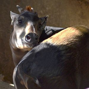 Yellow-backed Duiker