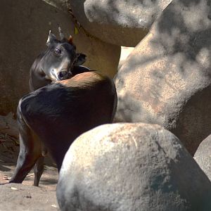 Yellow-backed Duiker