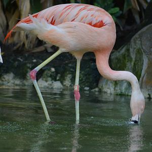 Chilean Flamingos