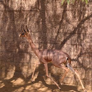 Galloping Gerenuk