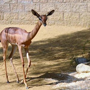 Gerenuk Youngster