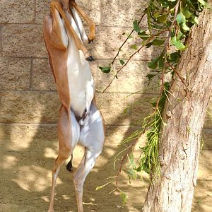 Gerenuk Youngster
