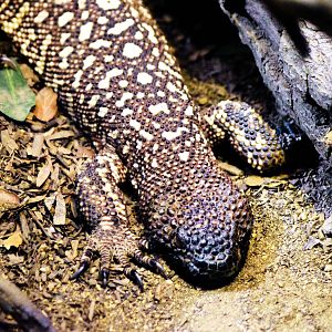Mexican Beaded Lizard