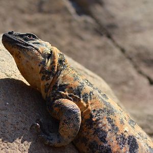 San Esteban Island Chuckwalla