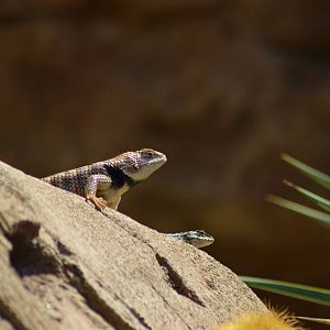 Lizards Of The Arroyo Lagarto
