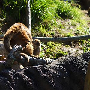 Black Howler Mother and Baby