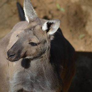Western Gray Kangaroo