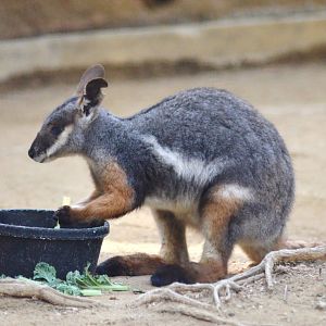 Yellow-footed Wallaby