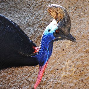 Double Wattled Cassowary