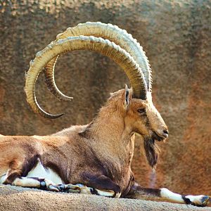 Nubian Ibex
