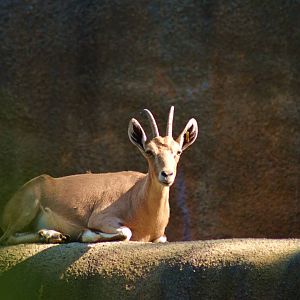 Nubian Ibex
