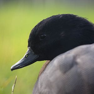 Paradise shelduck : Hamerton : 27 Sep 2014