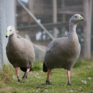 Cereopsis / Cape Barren geese