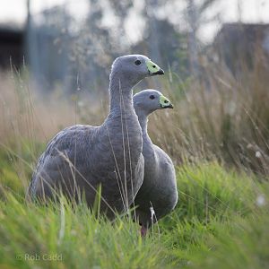 Cereopsis / Cape Barren geese