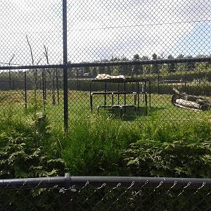 White lion enclosure