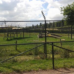 White lion enclosure