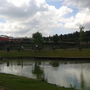 White lion enclosure