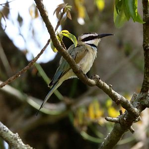 White-throated Bee-eater