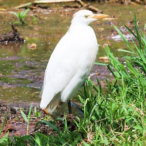 Cattle Egret