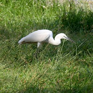 Little Egret