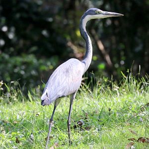 Black-headed Heron