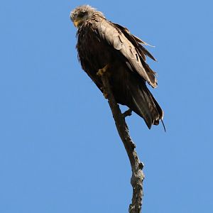Yellow-billed Kite