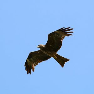 Yellow-billed Kite