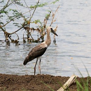 Woolly-necked Stork