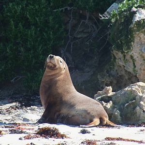 Australian Sea Lion