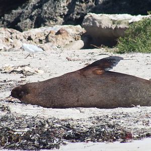 Australian Sea Lion