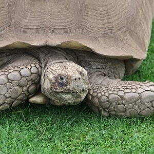 African Spurred Tortoise, 30th September 2014