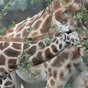 Browsing Giraffe, 30th September 2014