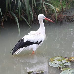 European White Stork, 30th September 2014