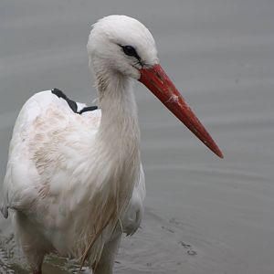 European White Stork, 30th September 2014