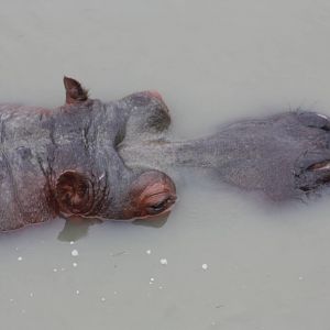 Common Hippopotamus, 30th September 2014