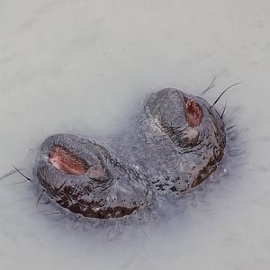 Common Hippopotamus, 30th September 2014