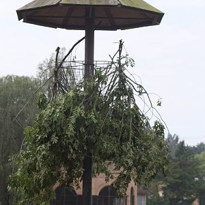 Awaiting the hybrid Giraffes, 30th September 2014