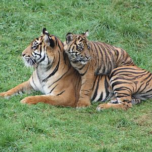 Sumatran Tiger and cub, 30th September 2014