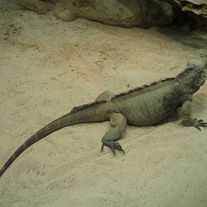 Rhinoceros iguana