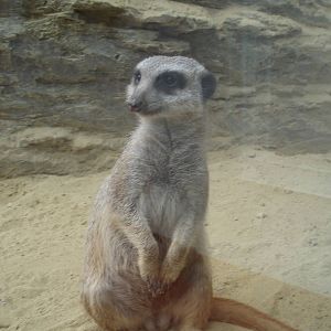 Meerkat
