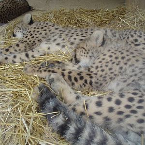 Cheetahs