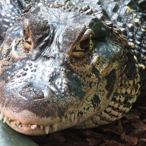 Black Caiman 08/14