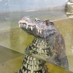 Schneiders Dwarf Caiman 08/14
