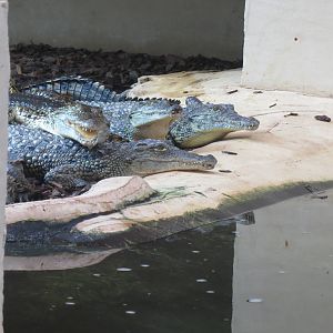 Nile Crocodiles 08/14