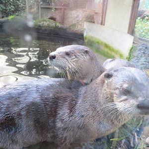 North American River Otters 10/14