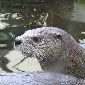 North American River Otter 10/14