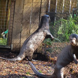 Giant Otters 10/14